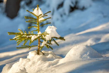 Young tender spruce tree with green needles covered with deep snow and hoarfrost on bright colorful copy space background. Merry Christmas and Happy New Year greeting card.の写真素材