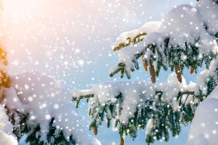 Spruce tree branch with green needles and cones covered with deep snow and hoarfrost and large snowflakes on blurred blue copy space background. Merry Christmas and Happy New Year greeting card.の写真素材