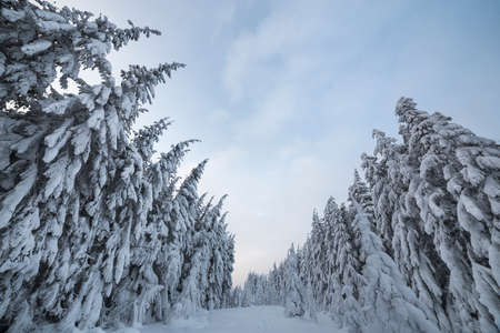 Beautiful winter mountain landscape. Tall spruce trees covered with snow in winter forest and cloudy sky background.の写真素材