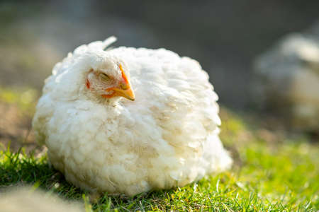Hen feed on traditional rural barnyard. Close up of white chicken sitting on barn yard with green grass. Free range poultry farming concept.の写真素材