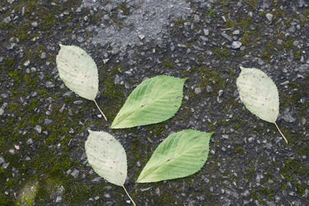 Top view of green and yellow white tree leaves on gray asphalt road or yard background.