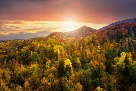Aerial view of high mountain hills covered with dense yellow forest and green spruce trees in autumn.の写真素材