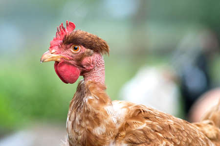 Chicken feeding on traditional rural barnyard. Hens on barn yard in eco farm. Free range poultry...