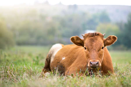 Brown milk cow grazing on green grass at farm grassland.の写真素材