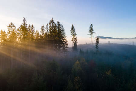 Foggy green pine forest with canopies of spruce trees and sunrise rays shining through branches in autumn mountains.の写真素材