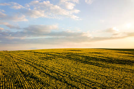 Aerial view of bright green agricultural farm field with growing rapeseed plants at sunset.