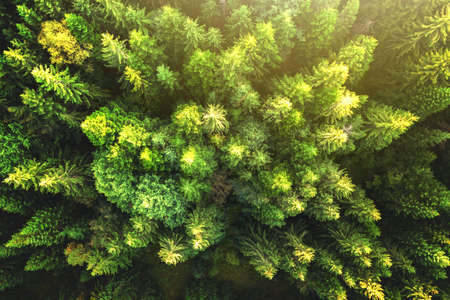 Top down aerial view of bright green spruce and yellow autumn trees in fall forest.の写真素材