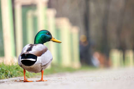 Male duck with green head walking in summer park.の写真素材