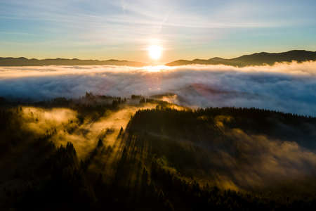 View from above of dark moody pine trees in spruce foggy forest with bright sunrise rays shining through branches in autumn mountains.の写真素材