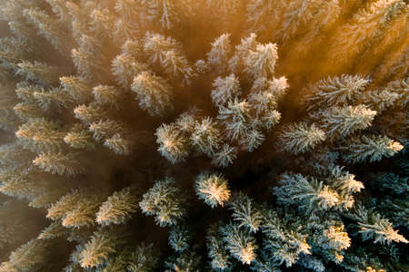 Aerial view of dense green pine forest with canopies of spruce trees in autumn mountains.の写真素材