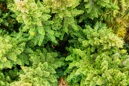 Aerial view of dense green pine forest with canopies of spruce trees and colorful lush foliage in...