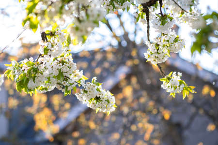 Fruit tree twigs with blooming white and pink petal flowers in spring garden.の写真素材