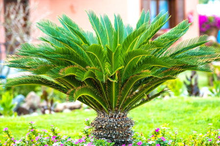 Small green palm tree surrounded with bright blooming flowers growing on grass covered lawn in tropic yard.の写真素材