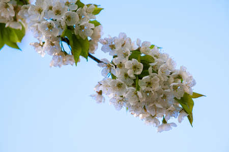 Fruit tree twigs with blooming white and pink petal flowers in spring garden.