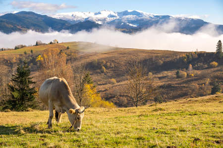 Farm cow grazing on alpine pasture meadow in summer mountains.の写真素材