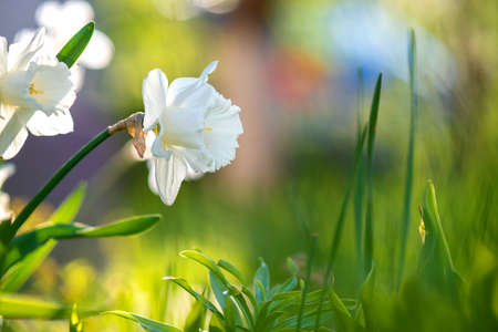 White tender narcissus flowers blooming in spring garden.