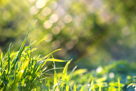 Closeup of green grass stems on summer lawn.の写真素材