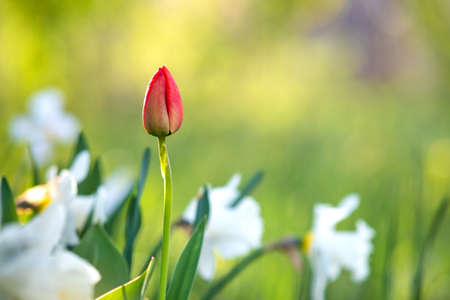 Bright red tulip flower growing in spring garden.