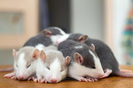 Many small funny baby rats warming together one on top of another.の写真素材