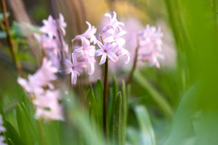 Pink tender hyacinth flowers blooming in spring garden.