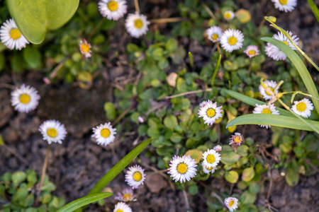 Small white daisy flowers blooming in spring garden.の写真素材