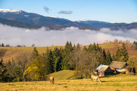Farm cow grazing on alpine pasture meadow in summer mountains.