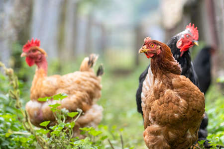 Chicken feeding on traditional rural barnyard. Hens on barn yard in eco farm. Free range poultry farming concept.の写真素材