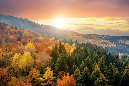 View from above of dense pine forest with canopies of green spruce trees and colorful yellow lush canopies in autumn mountains at sunset.の写真素材