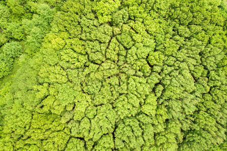 Top down aerial view of green summer forest with canopies of many fresh trees.の写真素材