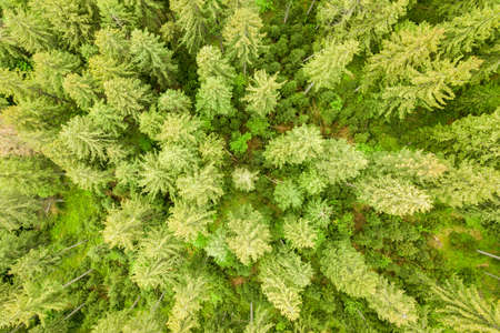 Aerial view of green pine forest with canopies of spruce trees in summer mountains.