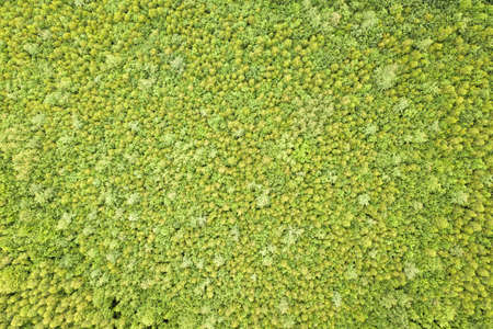 Top down aerial view of green summer forest with canopies of many fresh trees.の写真素材