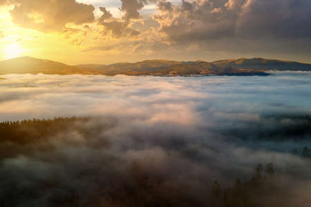 View from above of dark moody pine trees in spruce foggy forest with bright sunrise rays shining through branches in autumn mountains.の写真素材
