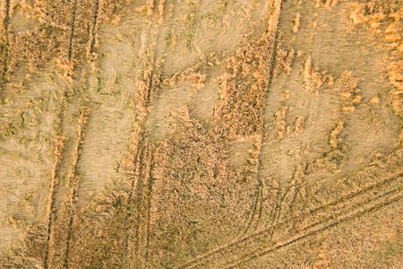 Aerial view of ripe farm field ready for harvesting with fallen down broken by wind wheat heads. Damaged crops and agriculture failure concept.の写真素材