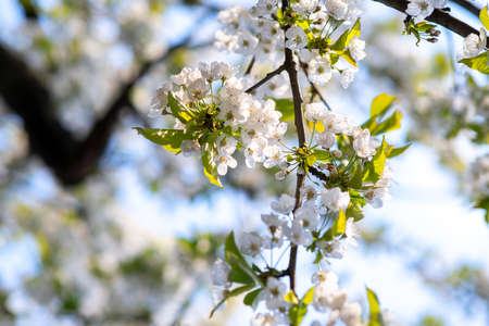 Fruit tree twigs with blooming white and pink petal flowers in spring garden.