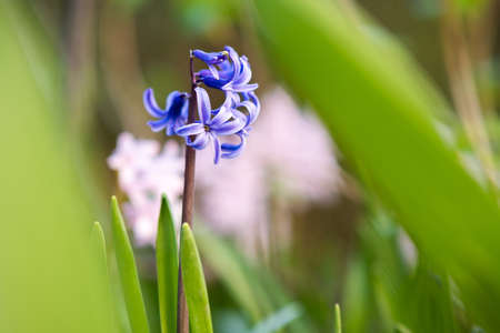 Pink tender hyacinth flowers blooming in spring garden.