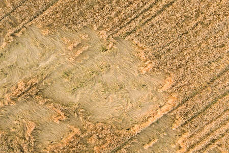 Aerial view of ripe farm field ready for harvesting with fallen down broken by wind wheat heads....