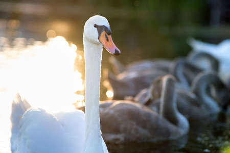 White beautiful swan swimming on lake water in summer.の写真素材