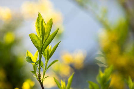 Closeup of fresh tree sprouts with green leaves in spring.