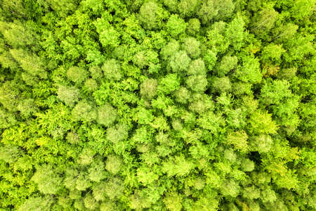 Top down aerial view of green summer forest with canopies of many fresh trees.