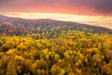 Aerial view of high mountain hills covered with dense yellow forest and green spruce trees in...