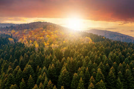 View from above of dense pine forest with canopies of green spruce trees and colorful yellow lush...