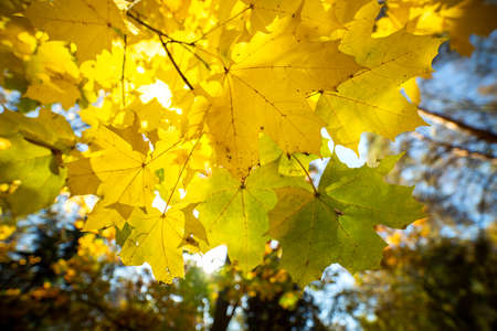 Perspective up view of autumn forest with bright orange and yellow leaves. Dense woods with thick...
