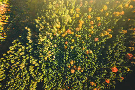 Top down aerial view of bright green spruce and yellow autumn trees in fall forest.