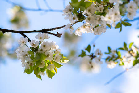 Fruit tree twigs with blooming white and pink petal flowers in spring garden.