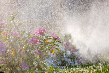 Closeup of rain droplets falling down on colorful flowers in summer garden.の写真素材