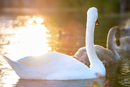 White beautiful swan swimming on lake water in summer.の写真素材