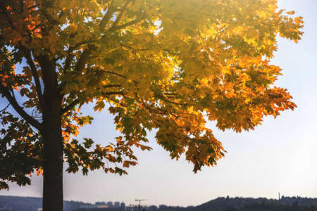 Yellow autumn tree with lush branches agains blue sky.の写真素材