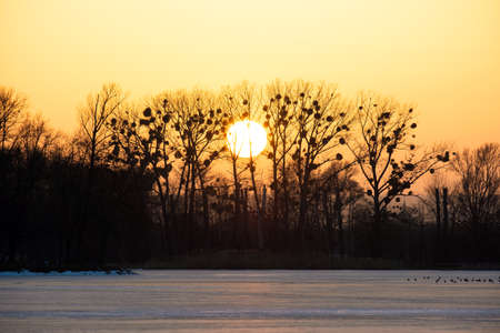 Bright yellow setting sun behind black bate trees.の写真素材