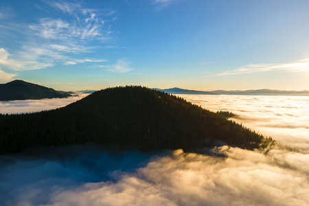 Dark green pine trees in moody spruce forest with sunrise light rays shining through branches in foggy fall mountains.の写真素材