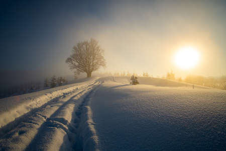 Moody landscape with footpath tracks and dark bare trees covered with fresh fallen snow in winter mountain forest on cold misty morning.の写真素材
